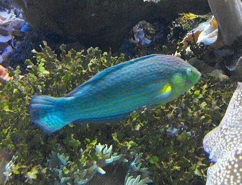 黃尾龍魚價格行情