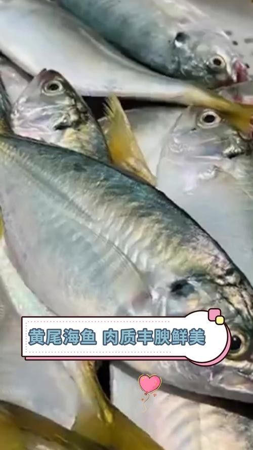 黃尾龍魚價格行情