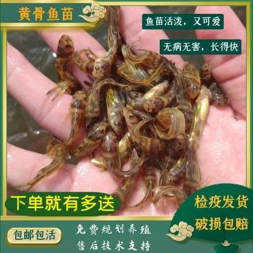 黃尾龍魚價格行情