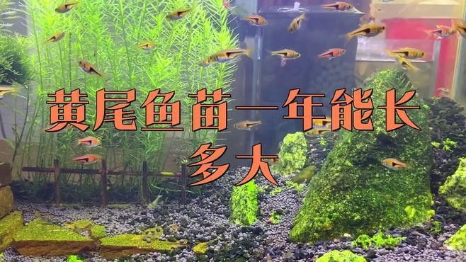 黃尾龍魚價格行情