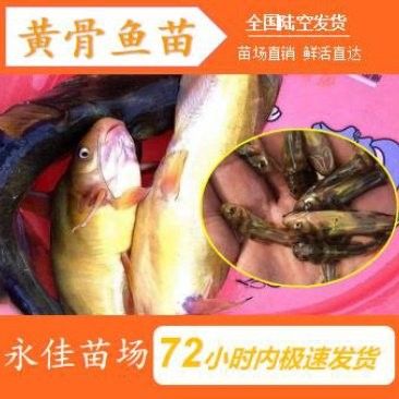 黃尾龍魚價格行情
