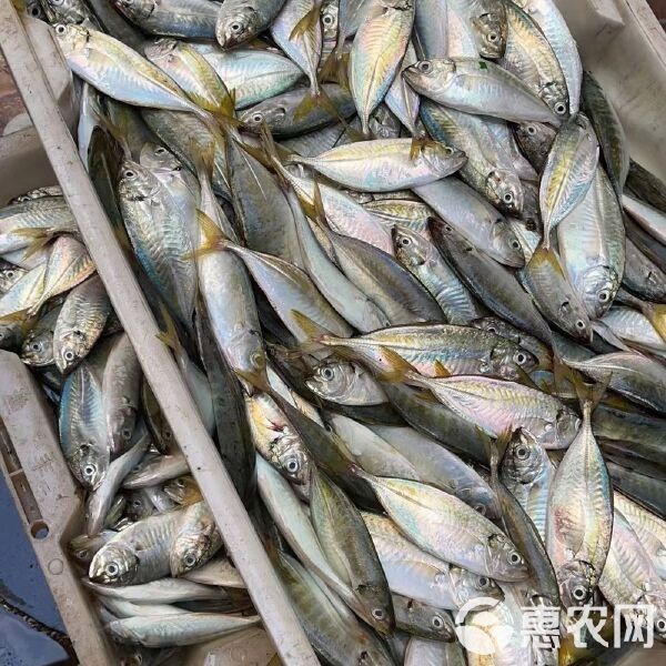 黃尾龍魚價格行情