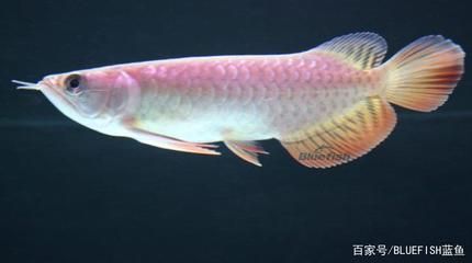 根據龍魚的分布區域可將龍魚分成哪幾類？（龍魚的分布區域）