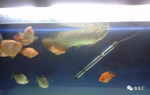 龍魚被咬不吃食怎么辦：如何處理龍魚被咬不吃食的問題