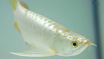 白色的銀龍魚（如何區分白色的銀龍魚）