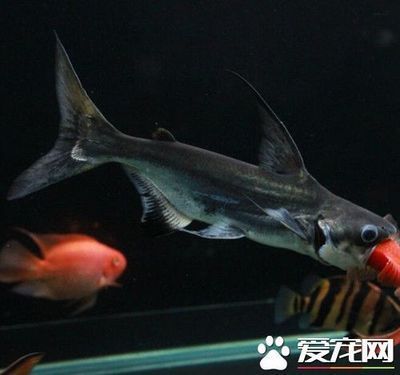 龍魚和藍鯊混養：龍魚和藍鯊混養在觀賞魚類養殖領域中是一個頗具爭議的議題