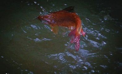 龍魚沉不下去的原因（龍魚沉不下去可能由多種因素造成）