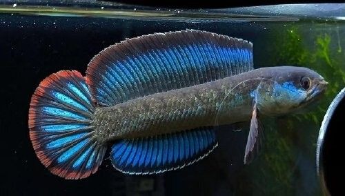 雷龍魚能跟地圖魚混養(yǎng)嗎