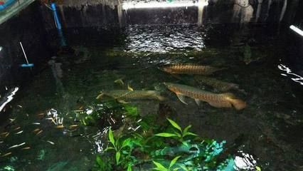 龍魚發(fā)源地：龍魚的發(fā)源地主要集中在東南亞地區(qū)
