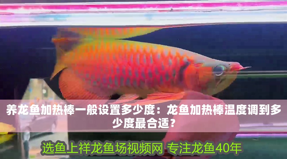 養(yǎng)龍魚(yú)加熱棒一般設(shè)置多少度：龍魚(yú)加熱棒溫度調(diào)到多少度最合適？