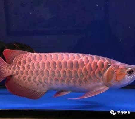 什么品種紅龍魚最貴最好養：紅龍魚的品種介紹