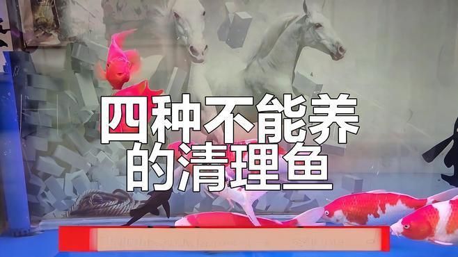 龍魚缸最忌三種清潔魚