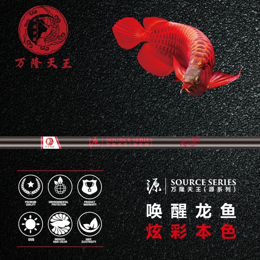 太陽燈 龍魚百科 第6張 太陽燈 太陽燈 龍魚百科 第6張
