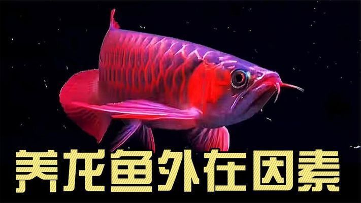 紅金龍魚好養嗎怎么養殖：紅金龍魚好養嗎怎么養殖紅金龍魚好養嗎