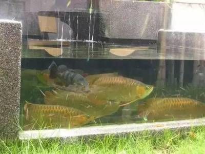 龍魚總是在缸底游來游去：為什么龍魚總是在缸底游動