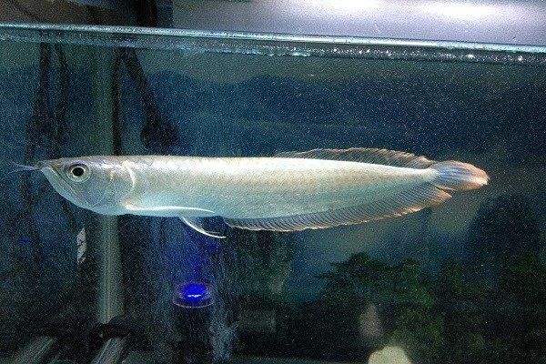 濟南金龍魚銀龍魚回收電話是多少，濟南金龍魚銀龍魚回收電話
