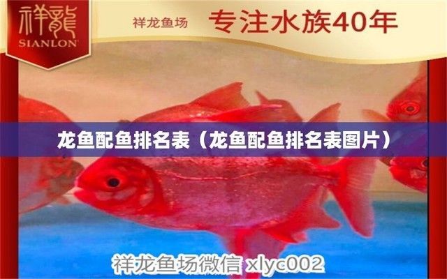 紅龍魚高端配魚（紅龍魚混養注意事項）
