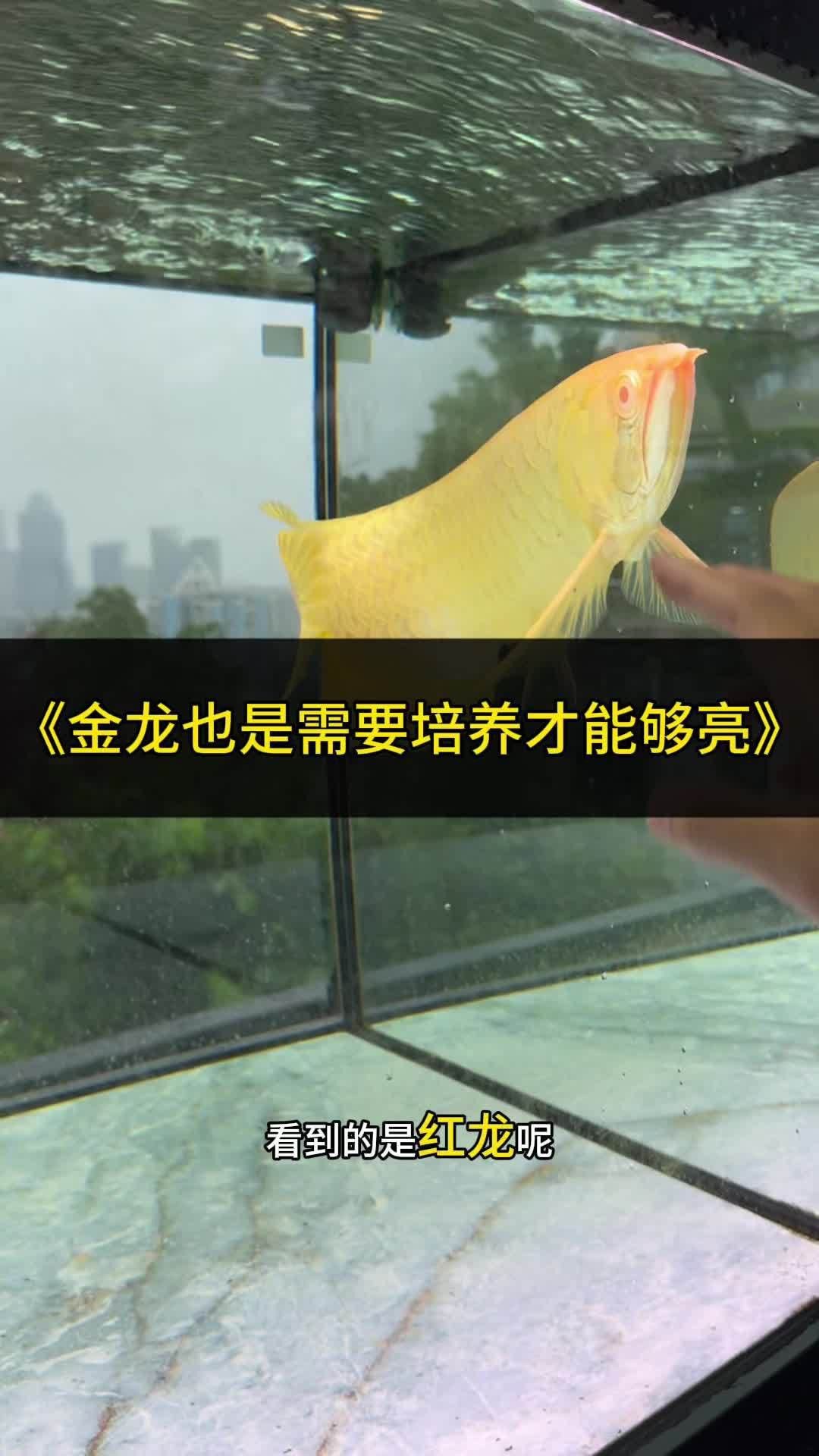 過背金龍魚哪個品系最稀有？