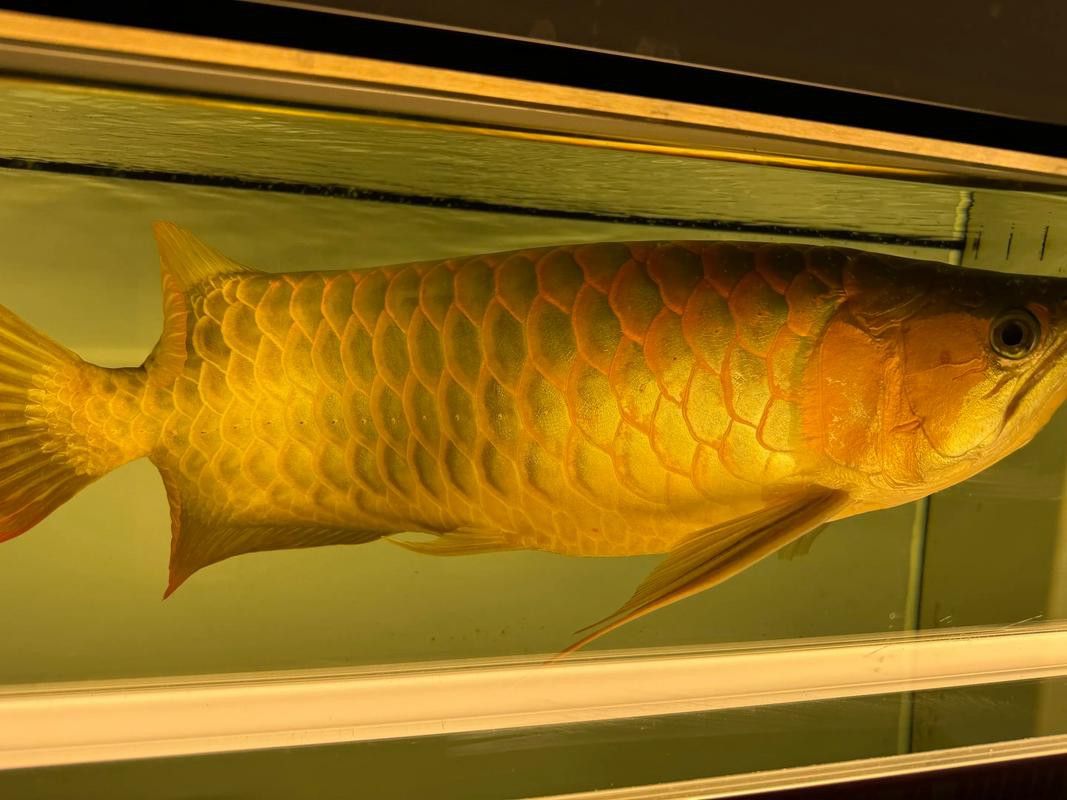 如何挑選超血紅龍魚幼魚？