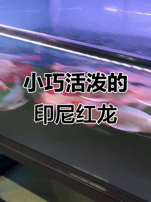 如何挑選超血紅龍魚幼魚？