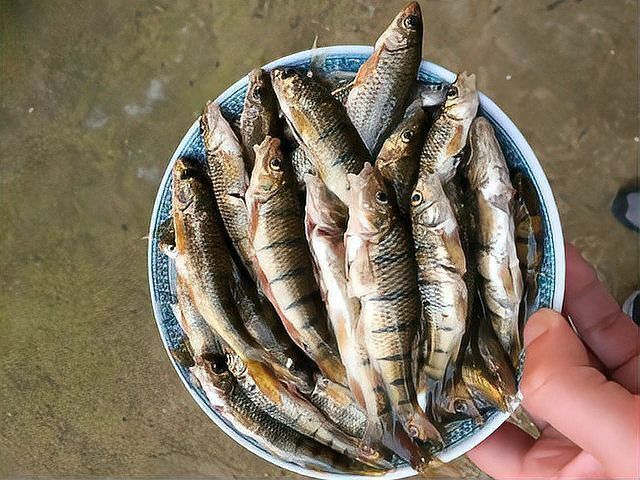 老虎魚小石斑魚