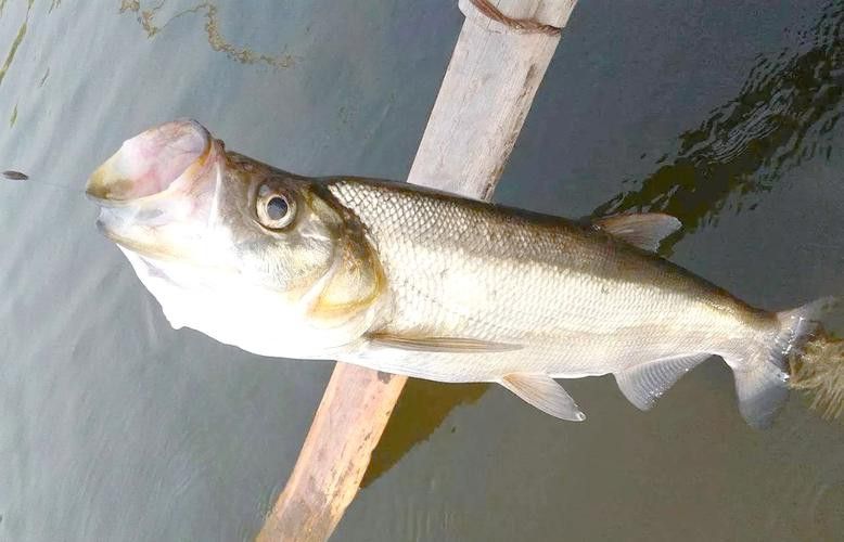 翹嘴魚(yú)和龍魚(yú)