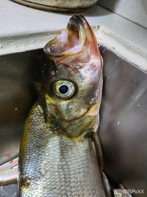 翹嘴魚(yú)和龍魚(yú)