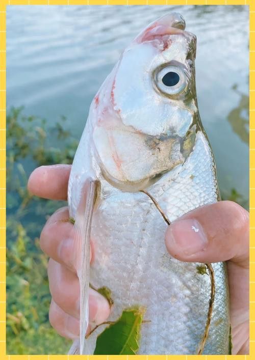 翹嘴魚(yú)和龍魚(yú)