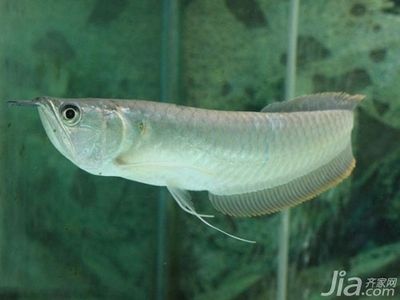 金龍魚銀龍魚的區別（觀賞魚市場價格對比,金龍魚與銀龍魚的選購技巧）
