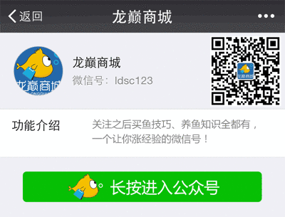 給龍魚用青霉素怎么用藥呢：青霉素對龍魚的副作用有哪些