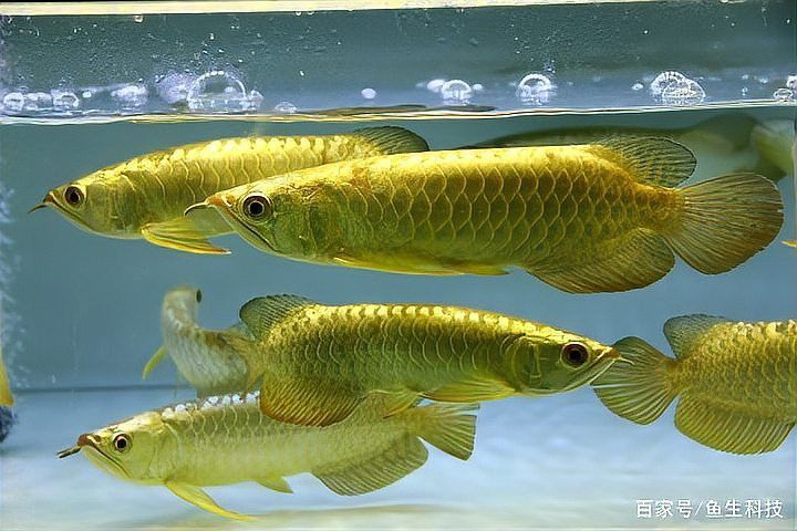 120的缸可以養龍魚嗎