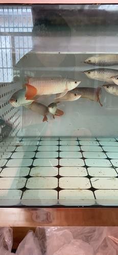 印尼紅龍魚多少錢一條合適養的
