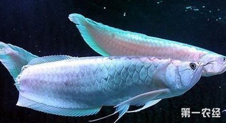 龍魚干蝦有營養(yǎng)嗎 龍魚市場價多少錢一條啊:龍魚市場價格信息 龍魚百科 龍魚市場價多少錢一條啊:龍魚市場價格信息 龍魚市場價多少錢一條啊:龍魚市場價格信息 龍魚百科
