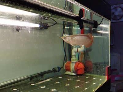龍魚(yú)換水需要困水嗎：龍魚(yú)換水需要困水嗎龍魚(yú)換水需要困水嗎