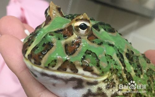 龍魚立鱗怎么治療：龍魚立鱗病因分析,龍魚專用藥物選擇,龍魚水質(zhì)管理技巧