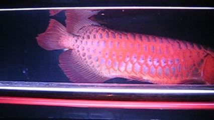 新買龍魚頭朝下（新買的龍魚出現(xiàn)頭朝下的情況怎么辦）