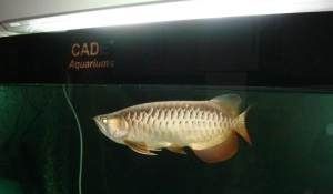 金龍魚60厘米（金龍魚能長多大,一年能長多大）