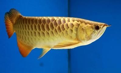 金龍魚60厘米（金龍魚能長多大,一年能長多大）