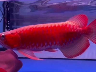 血麒麟龍魚是啥意思（什么是血麒麟龍魚）