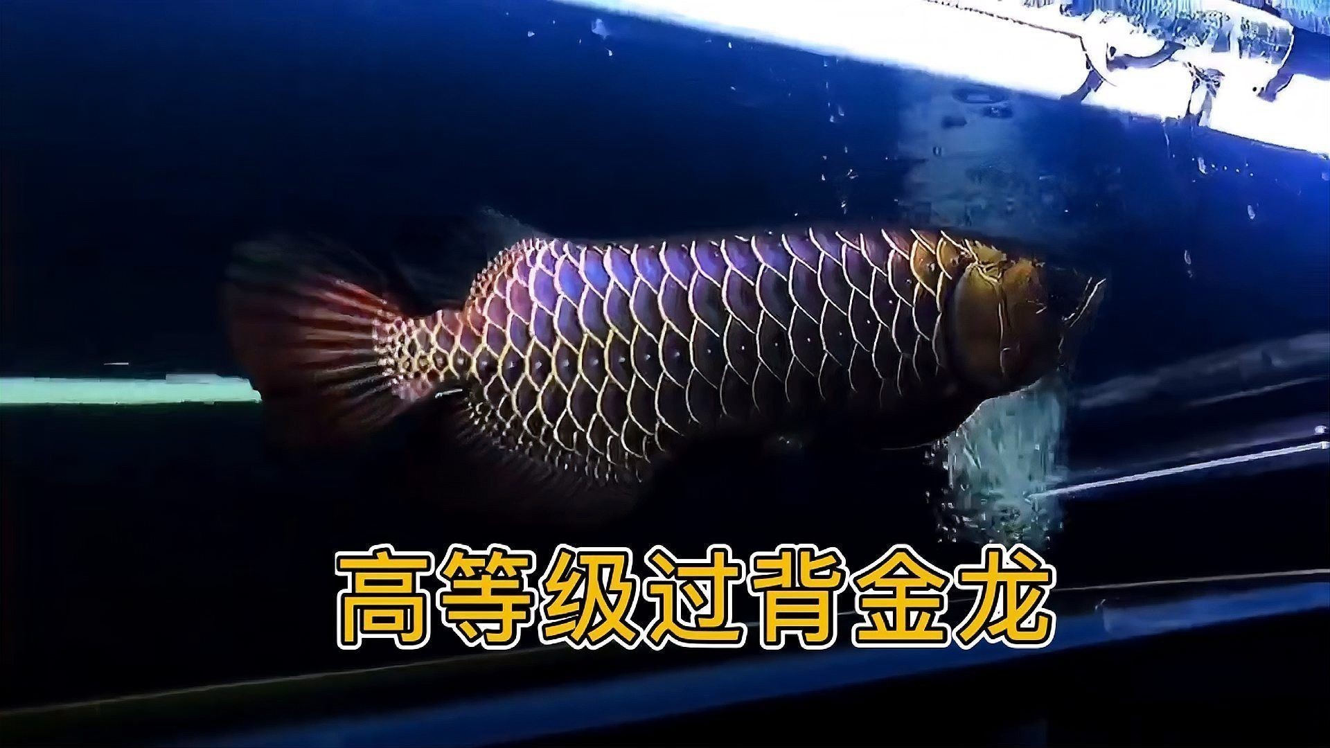 過背金龍魚的品種特點