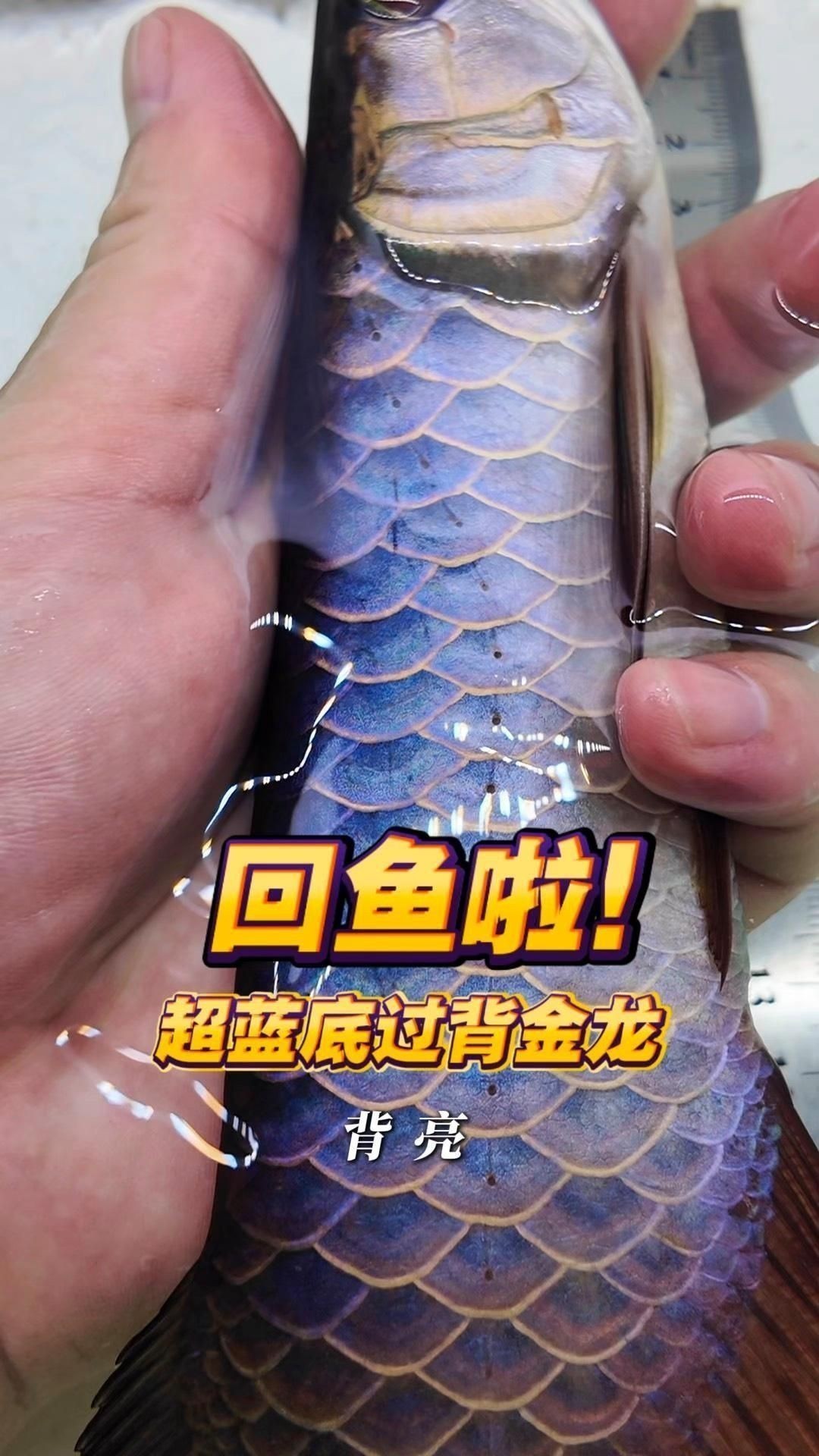 過背金龍魚的品種特點