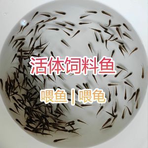 龍魚幼苗多少錢一條：龍魚幼苗價格受多種因素影響
