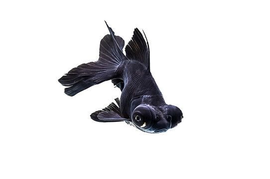 為什么有純黑色的龍魚：純黑色的龍魚是由于遺傳基因、環境因素共同作用的結果