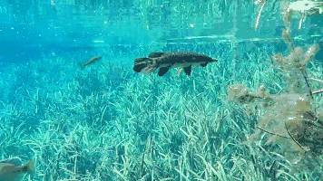 龍魚怎么一直在水底游來游去：龍魚在水底游動可能有多種原因