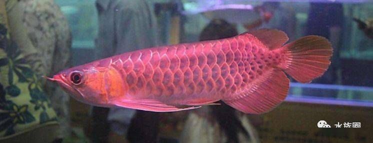 龍魚哪里有野生的賣呀：如何辨別野生龍魚