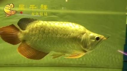 金龍魚的喂食頻率應該根據它們的生長階段來決定它們的生長階段來決定：金龍魚的喂食頻率一般幾天喂一次最好