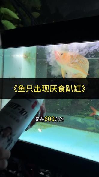 80的魚缸養龍魚視頻