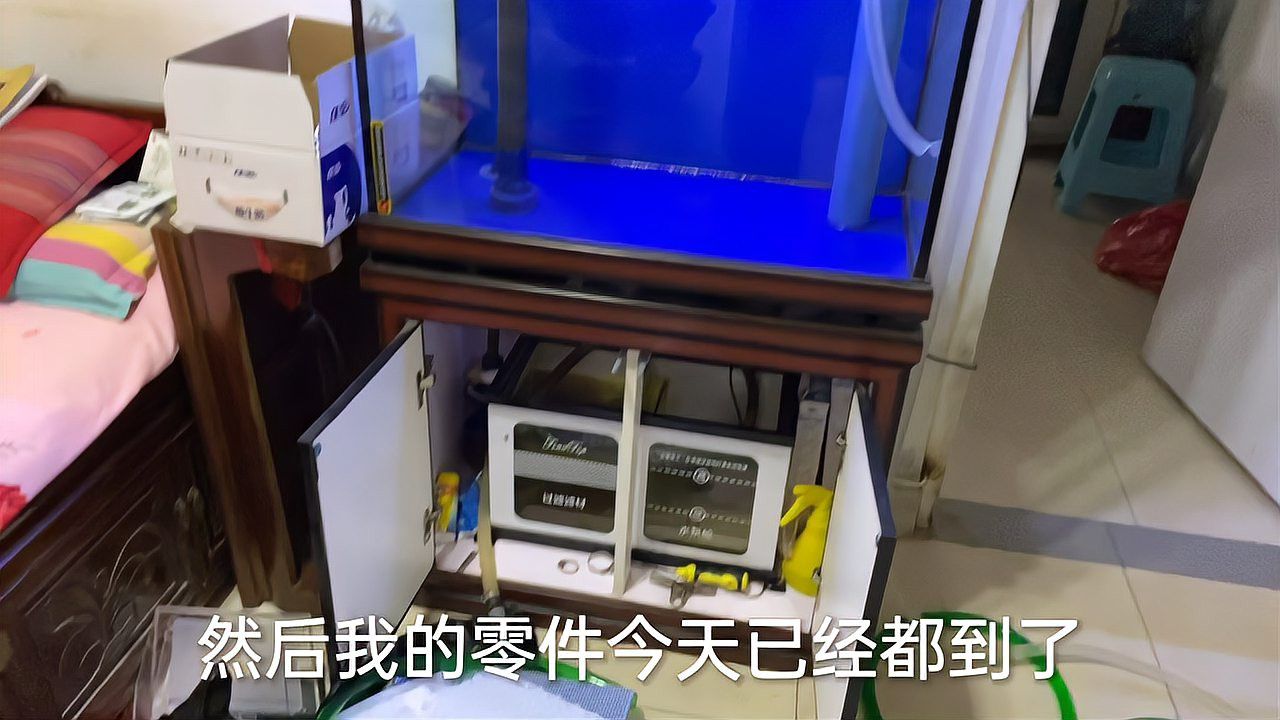 80的魚缸養龍魚視頻