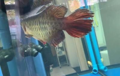 金龍魚蒙眼眼瞎了【當金龍魚因蒙眼而眼瞎后需要從以下幾個方面進行護理】