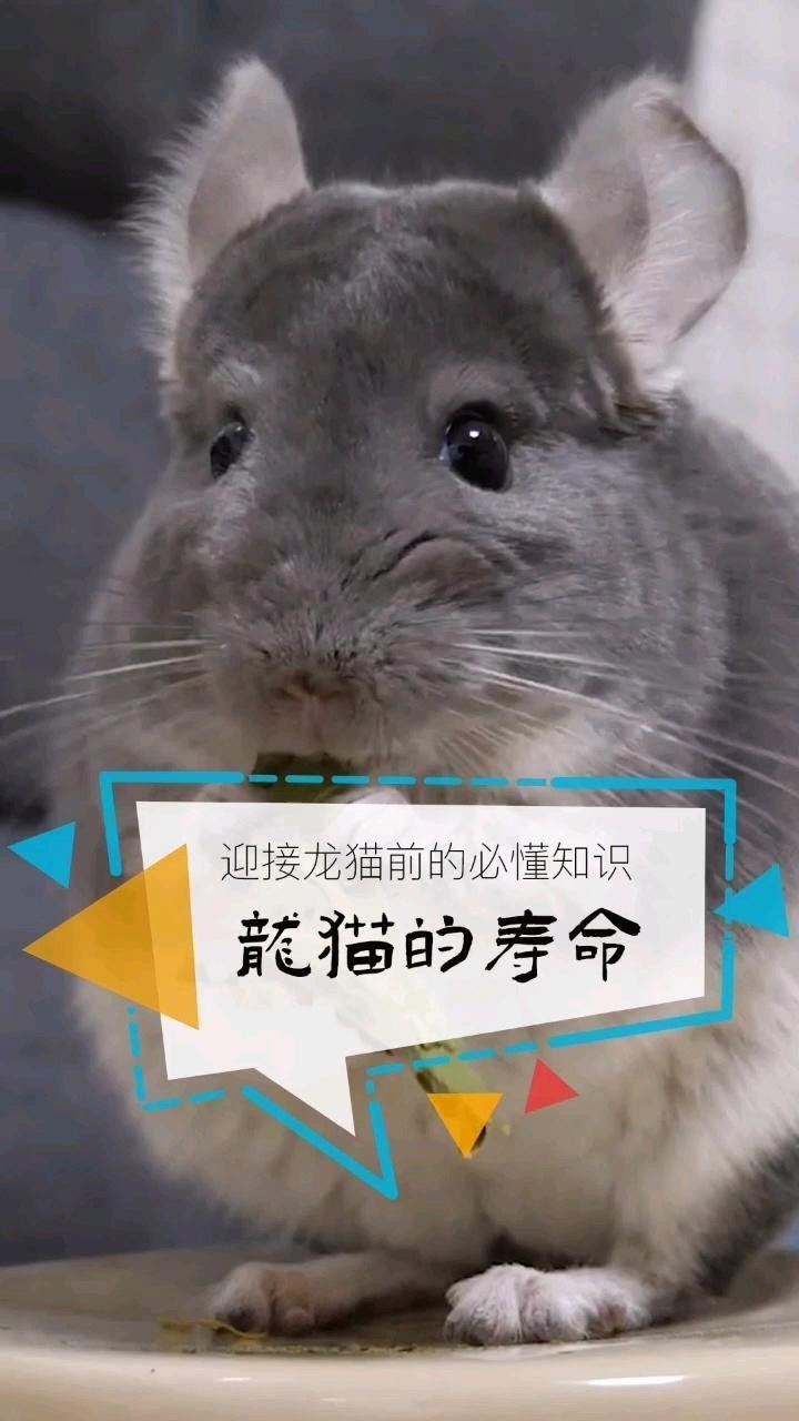 龍貓的壽命一般有多長